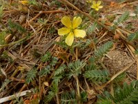 Tribulus terrestris 7, Saxifraga-Ed Stikvoort