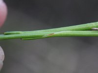 Trichophorum cespitosum 24, Veenbies, Saxifraga-Rutger Barendse