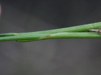 Trichophorum cespitosum 26, Veenbies, Saxifraga-Rutger Barendse