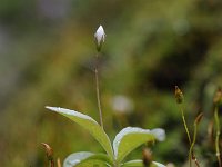 Trientalis europaea 32, Zevenster, Saxifraga-Luuk Vermeer