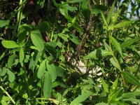 Trifolium alexandrinum 5, Alexandrijnse klaver, Saxifraga-Rutger Barendse