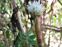 Trifolium alexandrinum 6, Alexandrijnse klaver, Saxifraga-Rutger Barendse