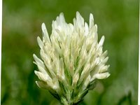 Trifolium alexandrinum 7, Alexandrijnse klaver, Saxifraga-Sonja Bouwman