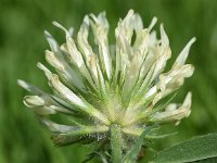 Trifolium alexandrinum 8, Alexandrijnse klaver, Saxifraga-Sonja Bouwman