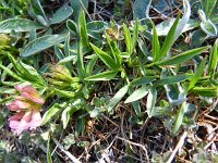 Trifolium alpestre 11, Saxifraga-Rutger Barendse
