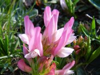 Trifolium alpestre 12, Saxifraga-Rutger Barendse