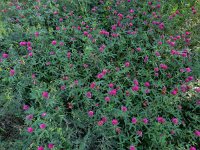 Trifolium alpestre 14, Saxifraga-Ed Stikvoort