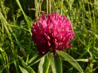 Trifolium alpestre 16, Saxifraga-Ed Stikvoort