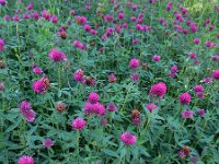 Trifolium alpestre 19, Saxifraga-Ed Stikvoort