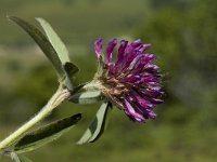 Trifolium alpestre 2, Saxifraga-Marijke Verhagen