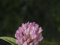 Trifolium alpestre 6, Saxifraga-Jan van der Straaten