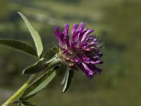 Trifolium alpestre 7, Saxifraga-Marijke Verhagen