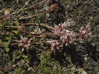 Trifolium alpinum 10, Saxifraga-Willem van Kruijsbergen