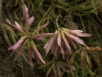 Trifolium alpinum 12, Saxifraga-Willem van Kruijsbergen