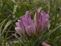 Trifolium alpinum 14, Saxifraga-Jan van der Straaten
