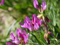 Trifolium alpinum 16, Saxifraga-Bart Vastenhouw