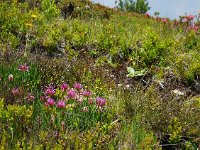 Trifolium alpinum 18, Saxifraga-Ed Stikvoort