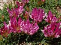 Trifolium alpinum 22, Saxifraga-Harry Jans