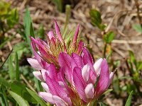 Trifolium alpinum 23, Saxifraga-Harry Jans