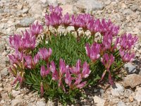 Trifolium alpinum 24, Saxifraga-Harry Jans