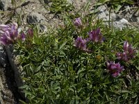 Trifolium alpinum 5, Saxifraga-Willem van Kruijsbergen