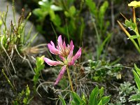 Trifolium alpinum 6, Saxifraga-Dirk Hilbers