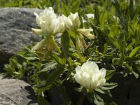 Trifolium alpinum var album 9, Saxifraga-Marijke Verhagen