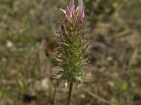 Trifolium angustifolium, Narrow Clover