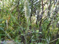Trifolium angustifolium 10, Saxifraga-Rutger Barendse