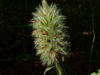 Trifolium angustifolium 15, Smalbladklaver, Saxifraga-Ed Stikvoort