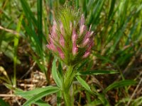 Trifolium angustifolium 16, Smalbladklaver, Saxifraga-Ed Stikvoort