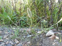 Trifolium angustifolium 9, Saxifraga-Rutger Barendse