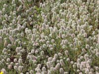 Trifolium arvense 12, Hazenpootje, Saxifraga-Peter Meininger
