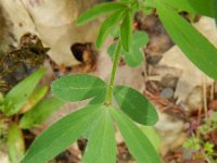 Trifolium arvense 24, Hazenpootje, Saxifraga-Rutger Barendse