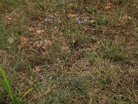 Trifolium arvense 28, Hazenpootje, Saxifraga-Hans Boll