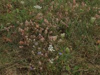 Trifolium arvense 30, Hazenpootje, Saxifraga-Hans Boll