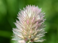 Trifolium arvense 41, Hazenpootje, Saxifraga-Sonja Bouwman