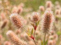 Trifolium arvense 1, Hazenpootje, Saxifraga-Hans Dekker