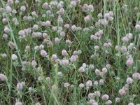 Trifolium arvense 11, Hazenpootje, Saxifraga-Peter Meininger