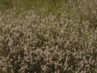 Trifolium arvense 14, Hazenpootje, Saxifraga-Jan van der Straaten