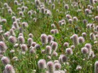 Trifolium arvense 18, Hazenpootje, Saxifraga-Ed Stikvoort