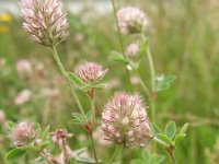 Trifolium arvense 2, Hazenpootje, Saxifraga-Rutger Barendse