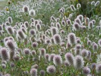 Trifolium arvense 20, Hazenpootje, Saxifraga-Ed Stikvoort