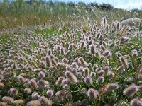 Trifolium arvense 21, Hazenpootje, Saxifraga-Ed Stikvoort