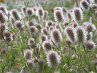 Trifolium arvense 22, Hazenpootje, Saxifraga-Ed Stikvoort