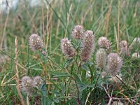 Trifolium arvense 23, Hazenpootje, Saxifraga-Jeroen Willemsen