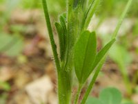 Trifolium arvense 25, Hazenpootje, Saxifraga-Rutger Barendse