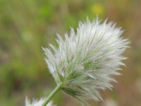 Trifolium arvense 26, Hazenpootje, Saxifraga-Rutger Barendse