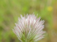 Trifolium arvense 27, Hazenpootje, Saxifraga-Rutger Barendse