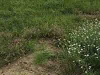 Trifolium arvense 29, Hazenpootje, Saxifraga-Hans Boll